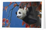 Giant Panda Climbing Tree by Anonymous