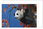 Giant Panda Climbing Tree by Anonymous