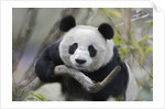 Giant Panda by Anonymous