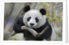 Giant Panda by Anonymous