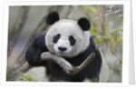 Giant Panda by Anonymous