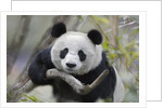Giant Panda by Anonymous