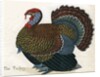The Turkey Illustration by Anonymous