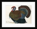 The Turkey Illustration by Anonymous