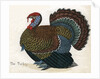The Turkey Illustration by Anonymous