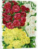 Illustration of Red, White and Yellow Rambling Roses by Anonymous