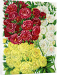 Illustration of Red, White and Yellow Rambling Roses by Anonymous