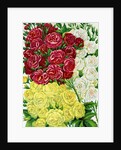Illustration of Red, White and Yellow Rambling Roses by Anonymous