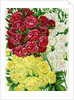 Illustration of Red, White and Yellow Rambling Roses by Anonymous