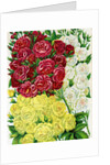 Illustration of Red, White and Yellow Rambling Roses by Anonymous