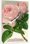 Illustration of Pink Roses by Anonymous