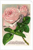 Illustration of Pink Roses by Anonymous
