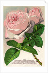 Illustration of Pink Roses by Anonymous