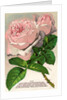 Illustration of Pink Roses by Anonymous