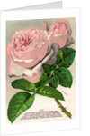 Illustration of Pink Roses by Anonymous