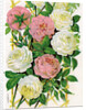 Illustration of Pink and White Climbing Roses by Anonymous