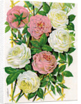 Illustration of Pink and White Climbing Roses by Anonymous
