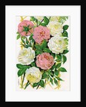 Illustration of Pink and White Climbing Roses by Anonymous