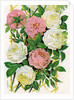 Illustration of Pink and White Climbing Roses by Anonymous