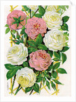 Illustration of Pink and White Climbing Roses by Anonymous