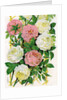 Illustration of Pink and White Climbing Roses by Anonymous