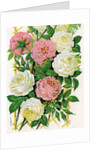 Illustration of Pink and White Climbing Roses by Anonymous