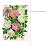 Illustration of Pink and White Climbing Roses by Anonymous