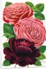 Illustration of Pink and Purple Roses by Anonymous