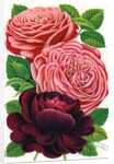 Illustration of Pink and Purple Roses by Anonymous