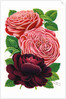 Illustration of Pink and Purple Roses by Anonymous