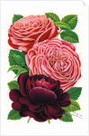 Illustration of Pink and Purple Roses by Anonymous