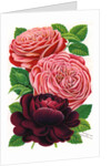 Illustration of Pink and Purple Roses by Anonymous