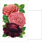 Illustration of Pink and Purple Roses by Anonymous