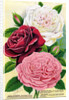 Illustration of Pink, Red and White Roses by Anonymous