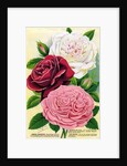 Illustration of Pink, Red and White Roses by Anonymous