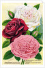 Illustration of Pink, Red and White Roses by Anonymous