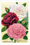 Illustration of Pink, Red and White Roses by Anonymous