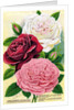 Illustration of Pink, Red and White Roses by Anonymous