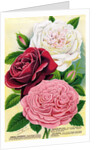 Illustration of Pink, Red and White Roses by Anonymous