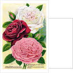 Illustration of Pink, Red and White Roses by Anonymous