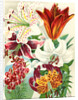 Illustration of Lily Varieties by Anonymous