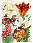 Illustration of Lily Varieties by Anonymous