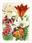 Illustration of Lily Varieties by Anonymous