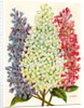 Illustration of Pink, White and Lavender Lilac Blooms by Anonymous