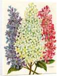 Illustration of Pink, White and Lavender Lilac Blooms by Anonymous
