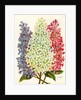 Illustration of Pink, White and Lavender Lilac Blooms by Anonymous