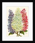 Illustration of Pink, White and Lavender Lilac Blooms by Anonymous