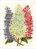 Illustration of Pink, White and Lavender Lilac Blooms by Anonymous