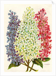 Illustration of Pink, White and Lavender Lilac Blooms by Anonymous