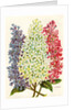 Illustration of Pink, White and Lavender Lilac Blooms by Anonymous
